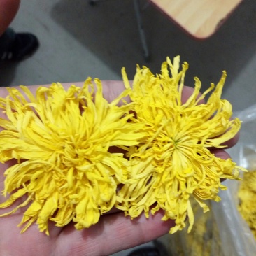 金丝黄菊