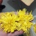 金丝黄菊