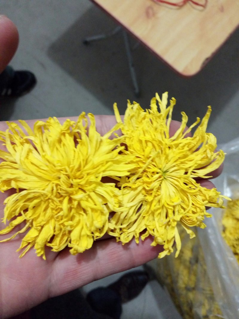 金丝黄菊