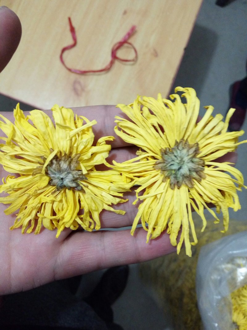 金丝黄菊