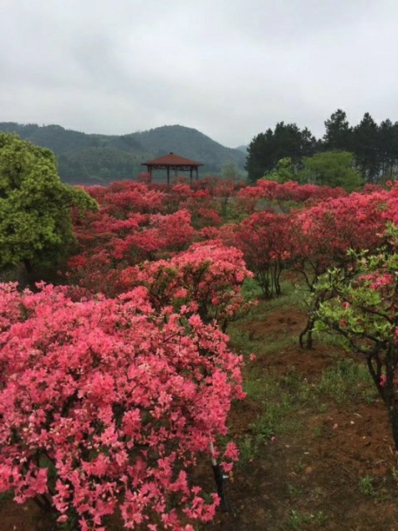 杜鹃