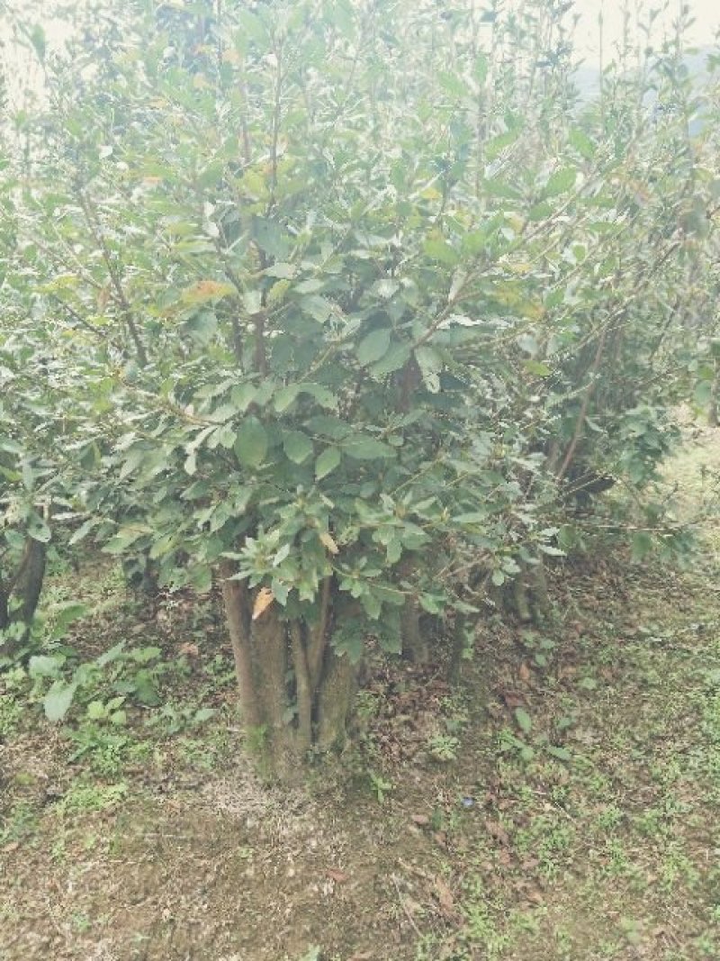 杜鹃