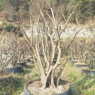 杜鹃