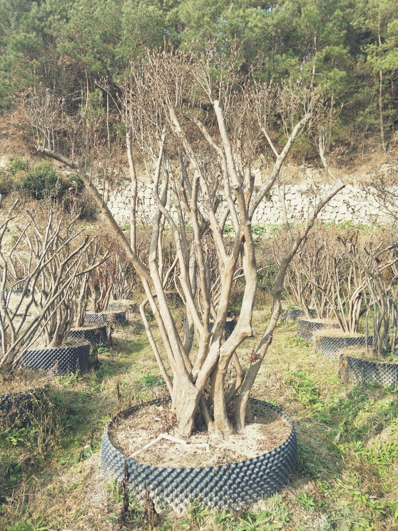 杜鹃