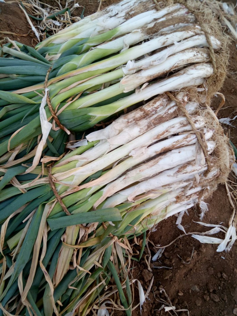 大葱