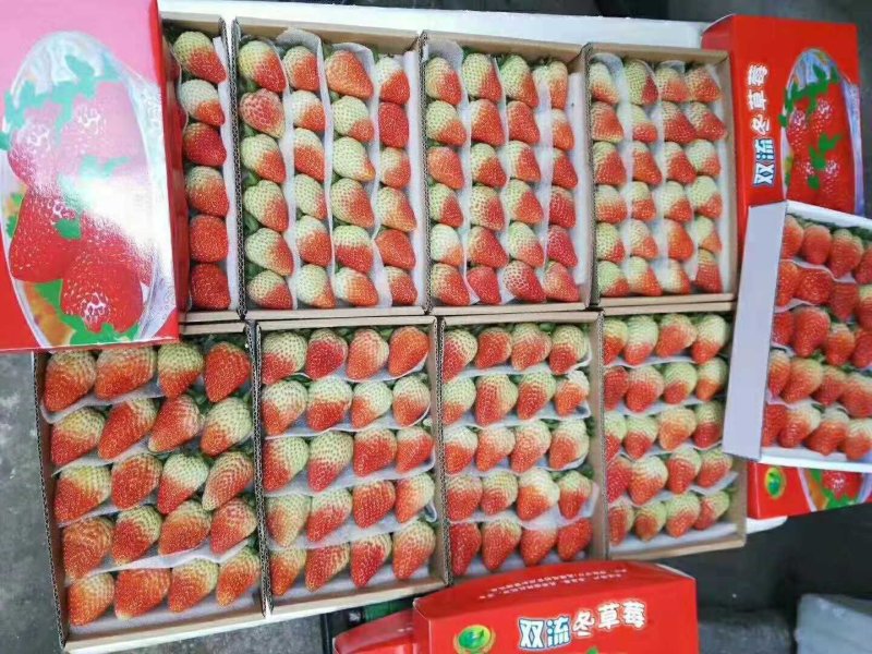 【热销中】宁玉峰草莓果大色泽红艳含糖量高欢迎老板选购