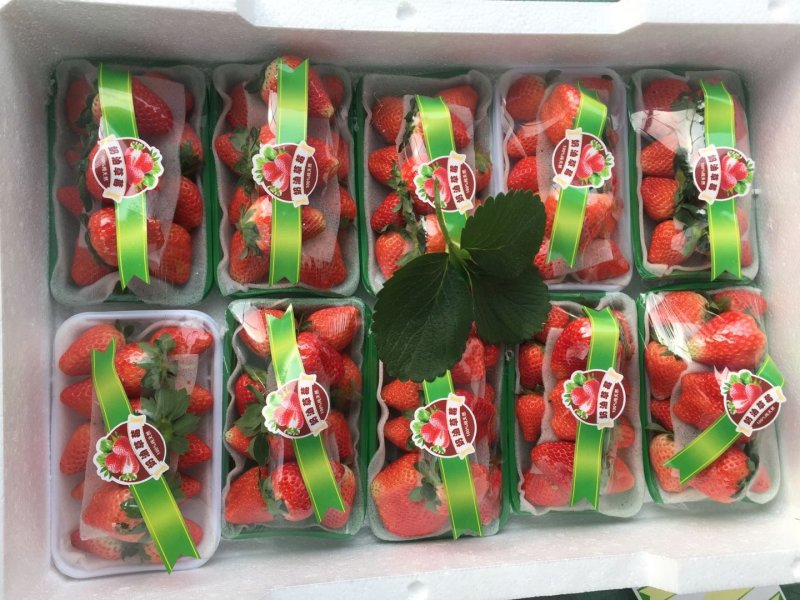 【热销中】宁玉峰草莓果大色泽红艳含糖量高欢迎老板选购