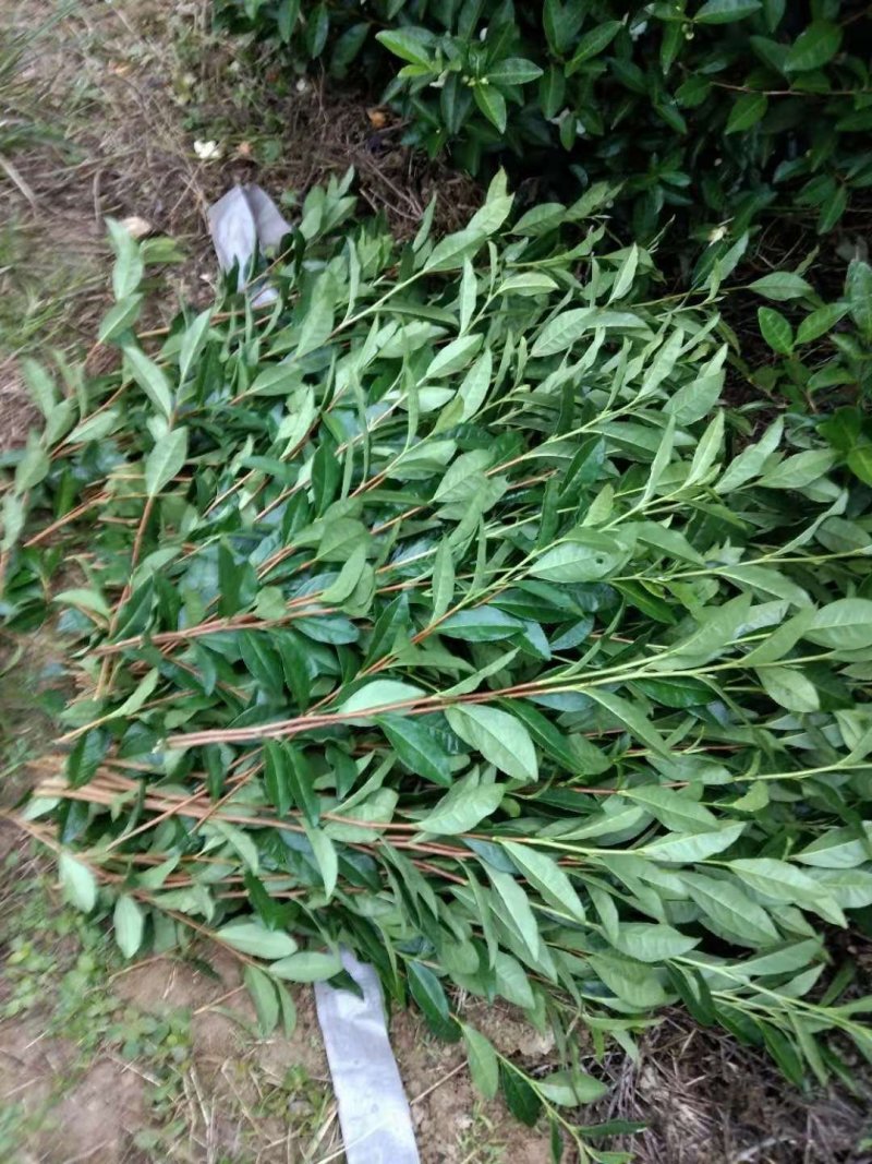 茶苗
