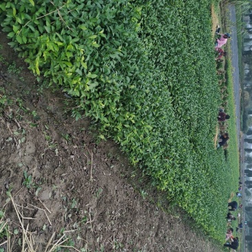 茶苗