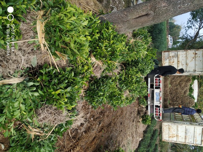 茶苗