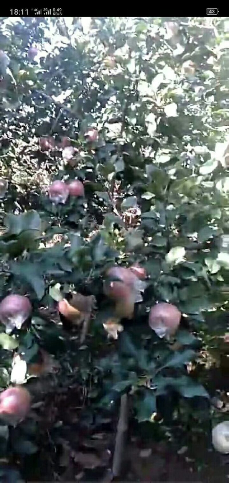 膜袋红富士苹果产地直发，货源充足，一手货源