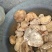 野生白灵芝