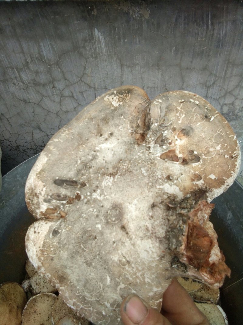 野生白灵芝