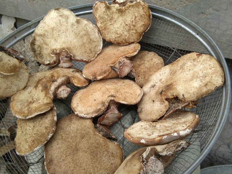野生白灵芝
