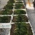 矮生苦草、高度30-40厘米。。。。。。。。