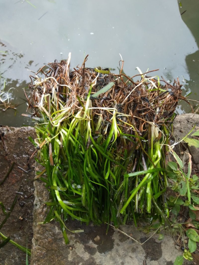 矮生苦草、高度30-40厘米。。。。。。。。