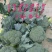 金清一号白菜有机花菜收2毛西兰花收5毛