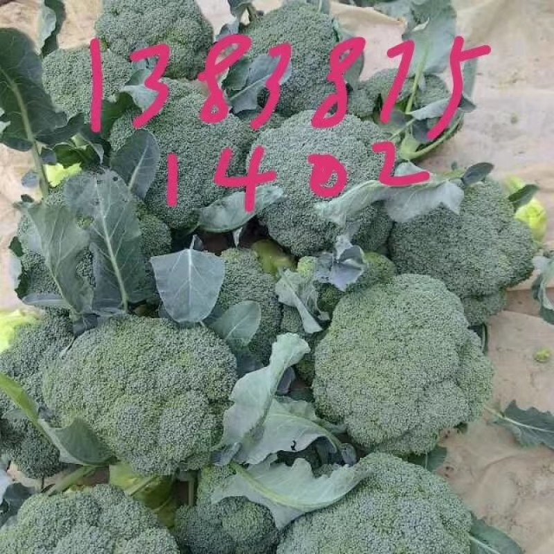 金清一号白菜有机花菜收2毛西兰花收5毛
