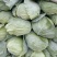 金清一号白菜有机花菜收2毛西兰花收5毛