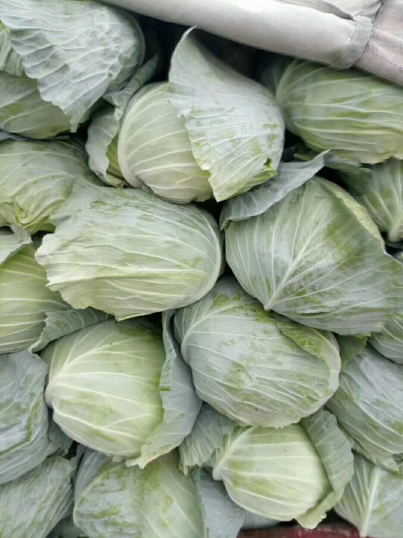 金清一号白菜有机花菜收2毛西兰花收5毛