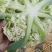 金清一号白菜有机花菜收2毛西兰花收5毛