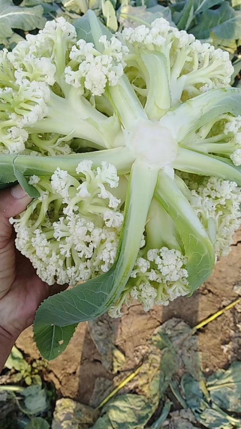 金清一号白菜有机花菜收2毛西兰花收5毛