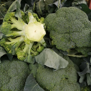 金清一号白菜有机花菜收2毛西兰花收5毛