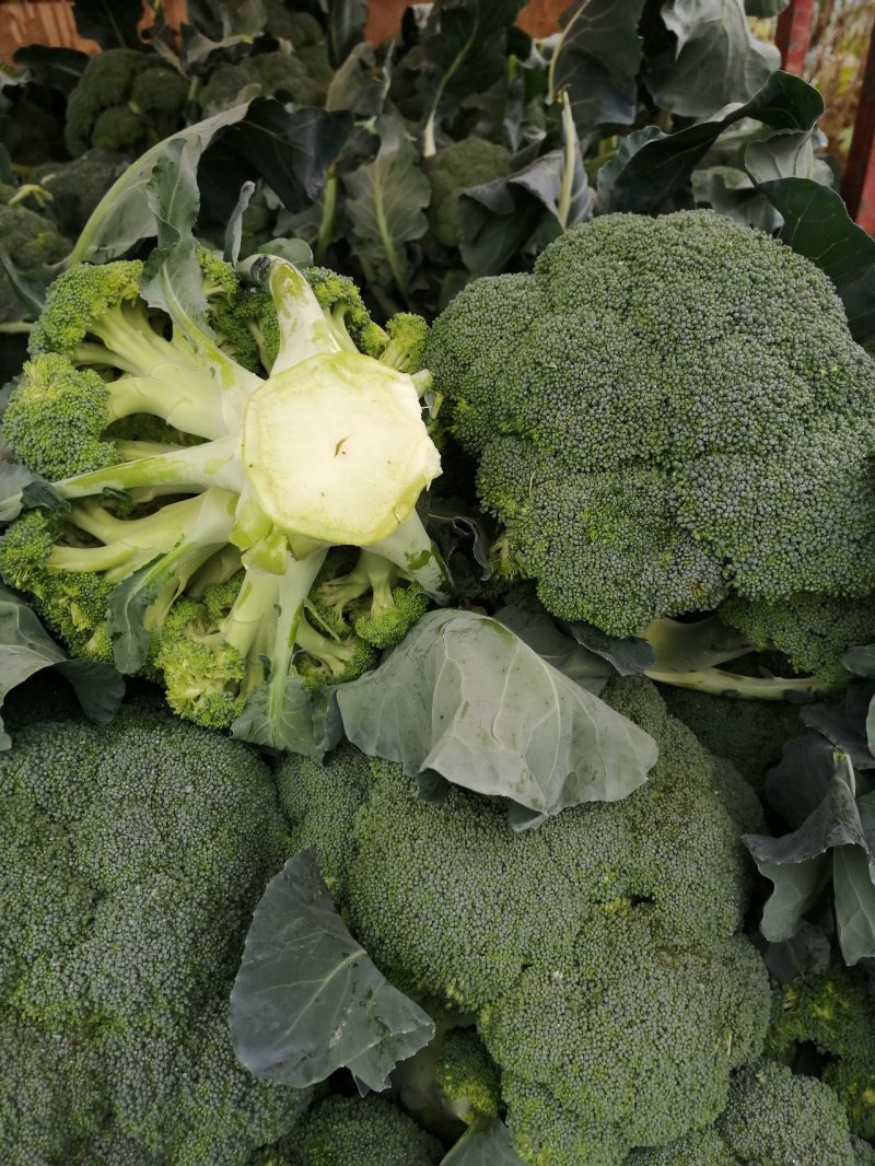金清一号白菜有机花菜收2毛西兰花收5毛
