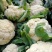 金清一号白菜有机花菜收2毛西兰花收5毛
