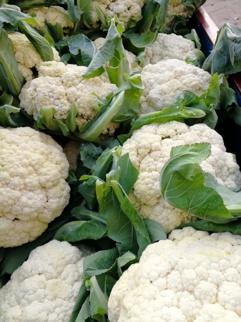 金清一号白菜有机花菜收2毛西兰花收5毛