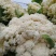 金清一号白菜有机花菜收2毛西兰花收5毛