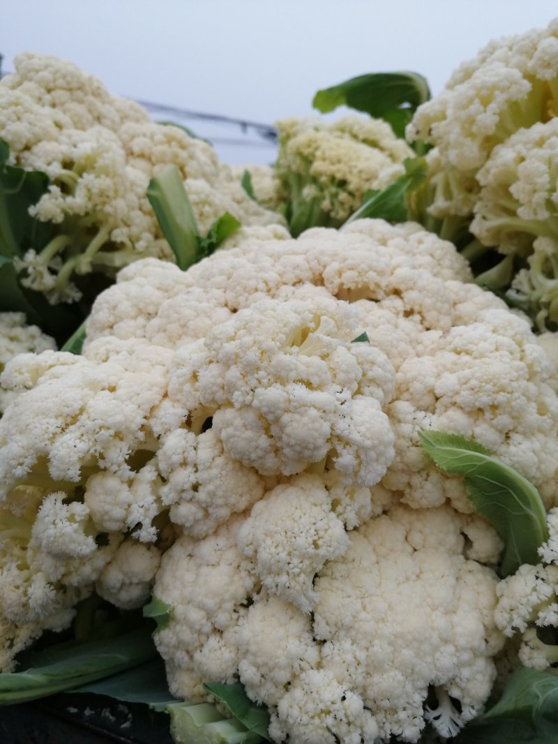 金清一号白菜有机花菜收2毛西兰花收5毛