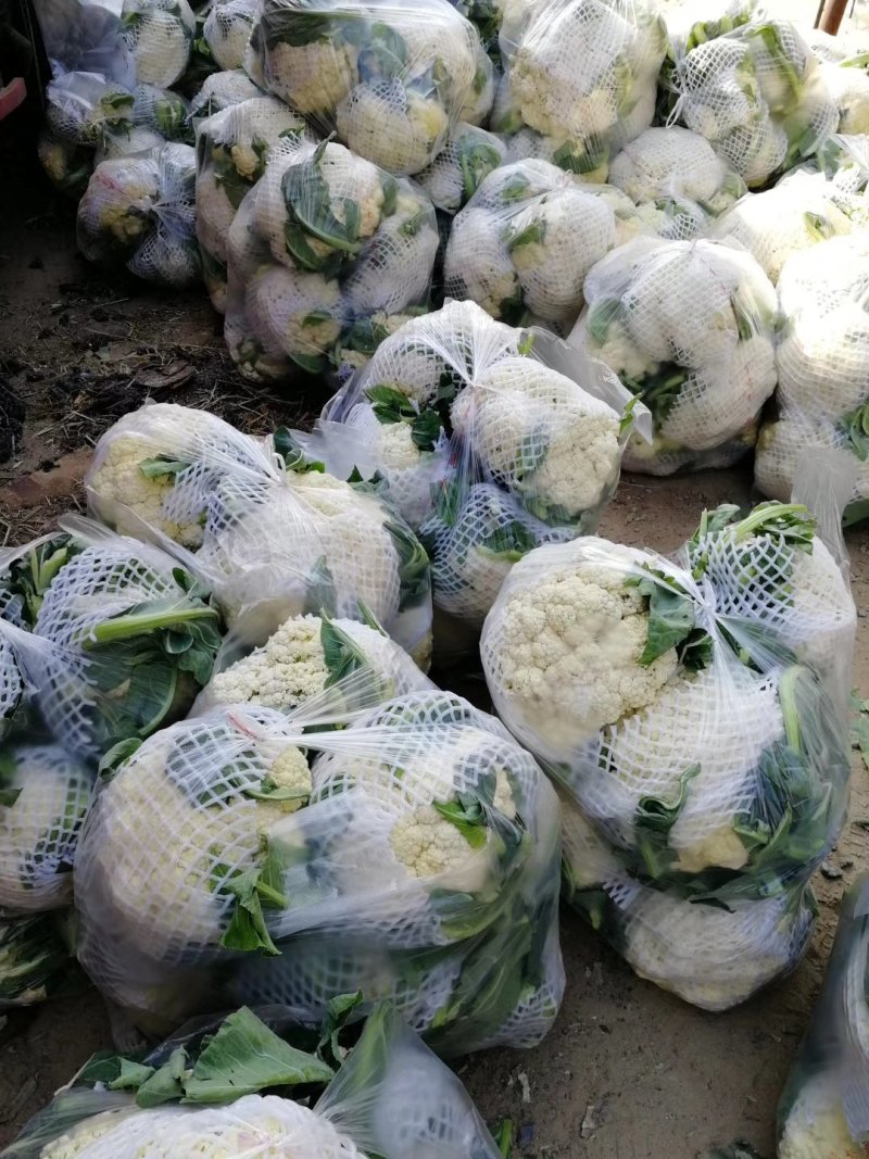 金清一号白菜有机花菜收2毛西兰花收5毛