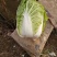 金清一号白菜有机花菜收2毛西兰花收5毛