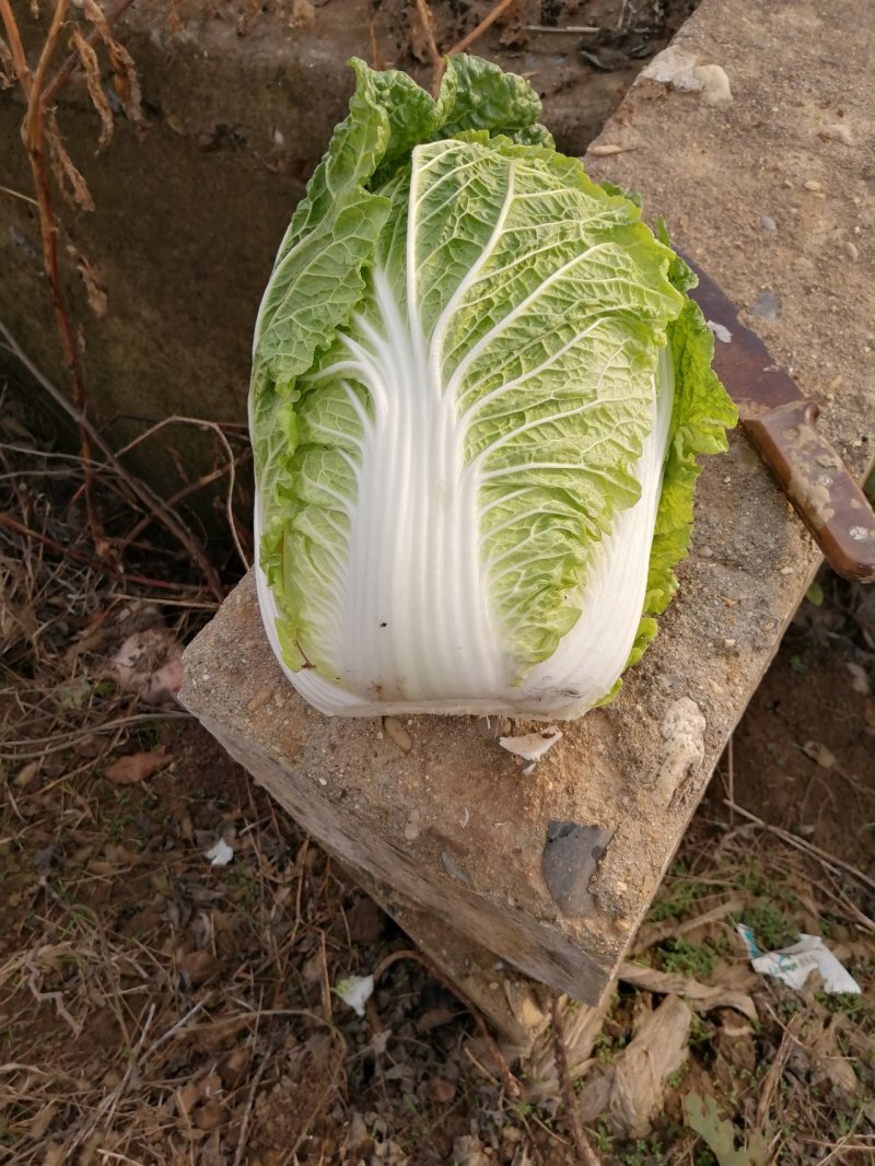 金清一号白菜有机花菜收2毛西兰花收5毛
