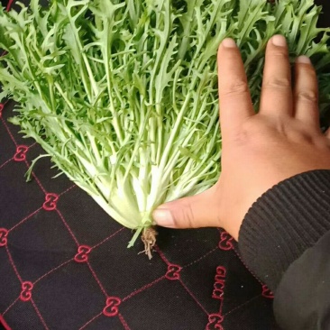 苦菊
