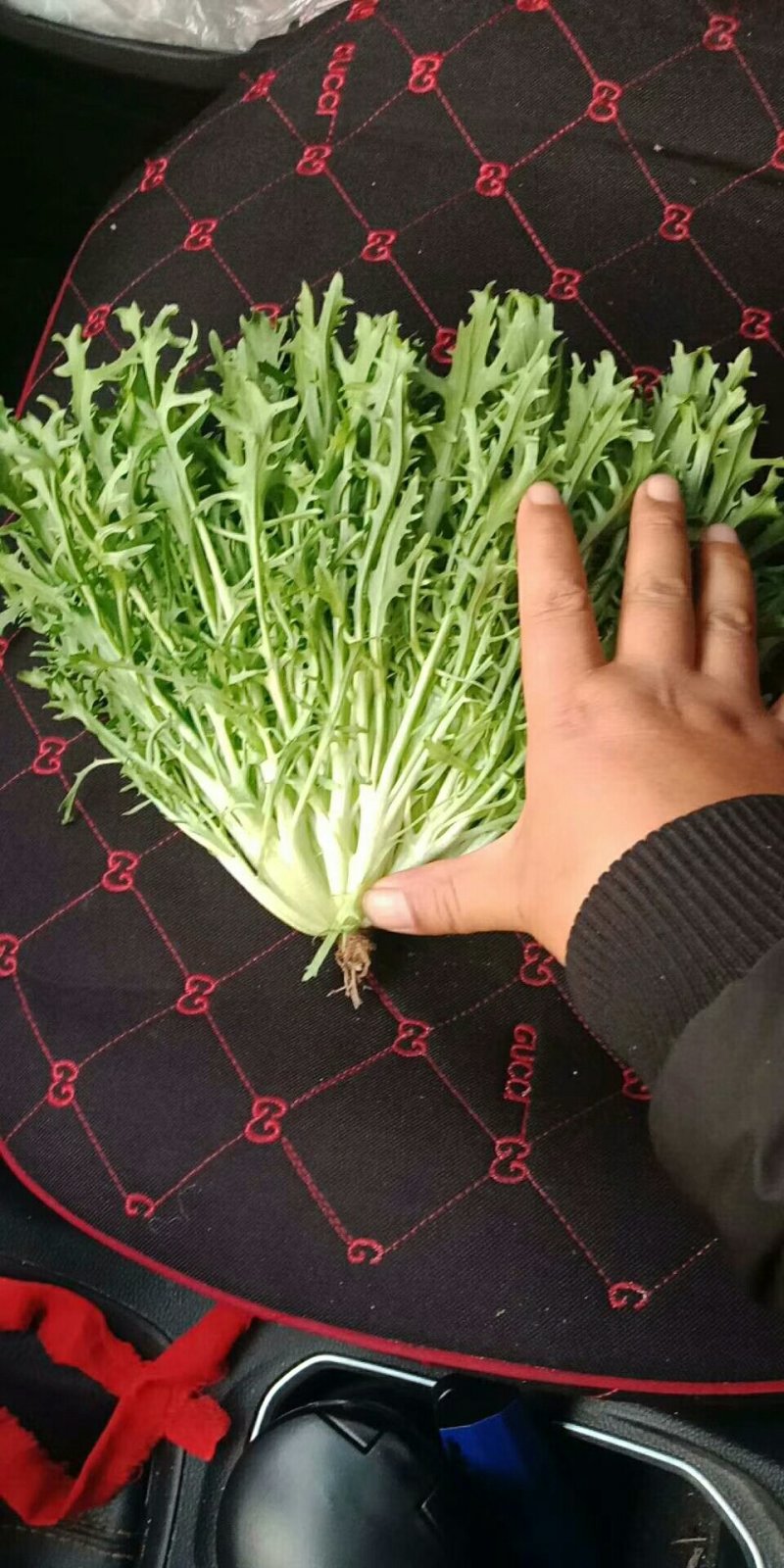 苦菊