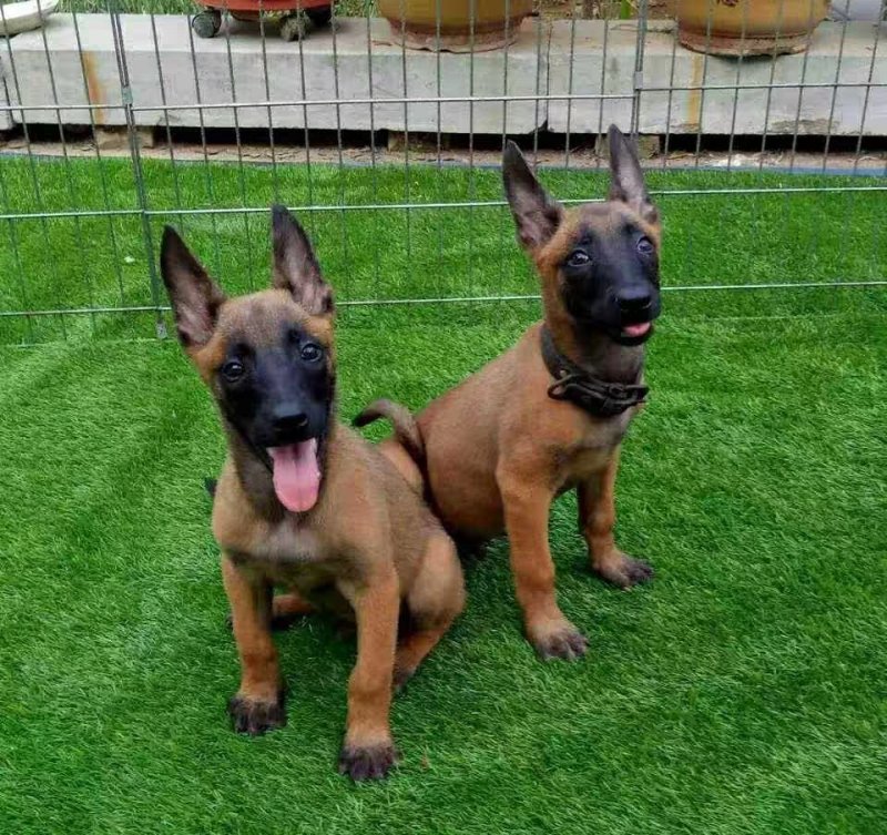 纯种马犬活体马犬马犬幼犬活体马犬德牧比利时马犬幼犬活体马