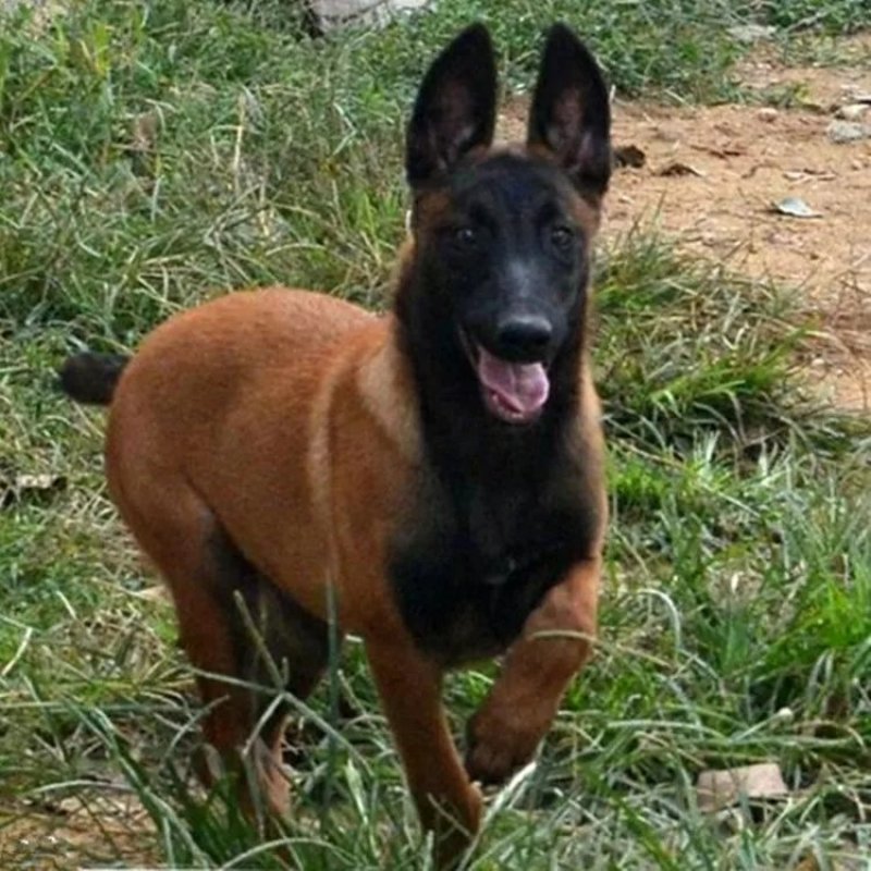 纯种马犬活体马犬马犬幼犬活体马犬德牧比利时马犬幼犬活体马