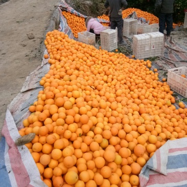 重庆奉节脐橙