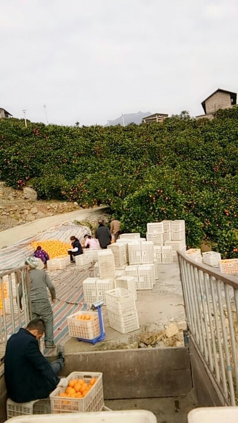 重庆奉节脐橙