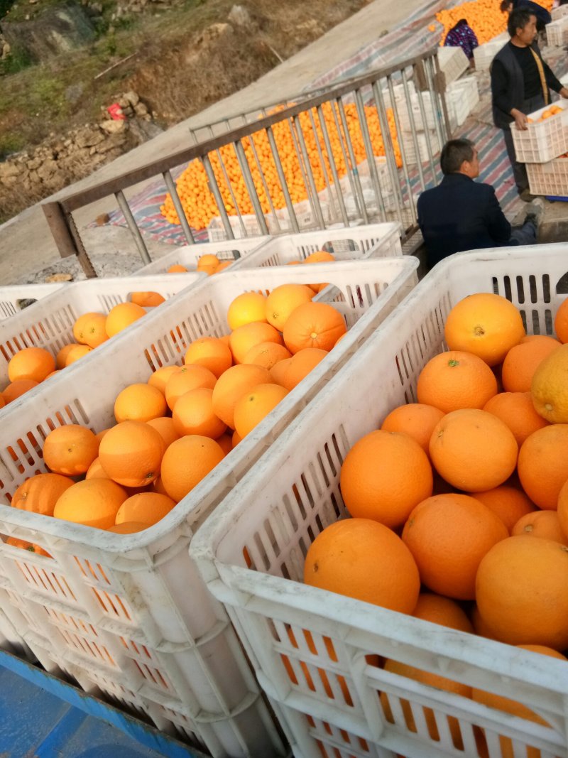 重庆奉节脐橙