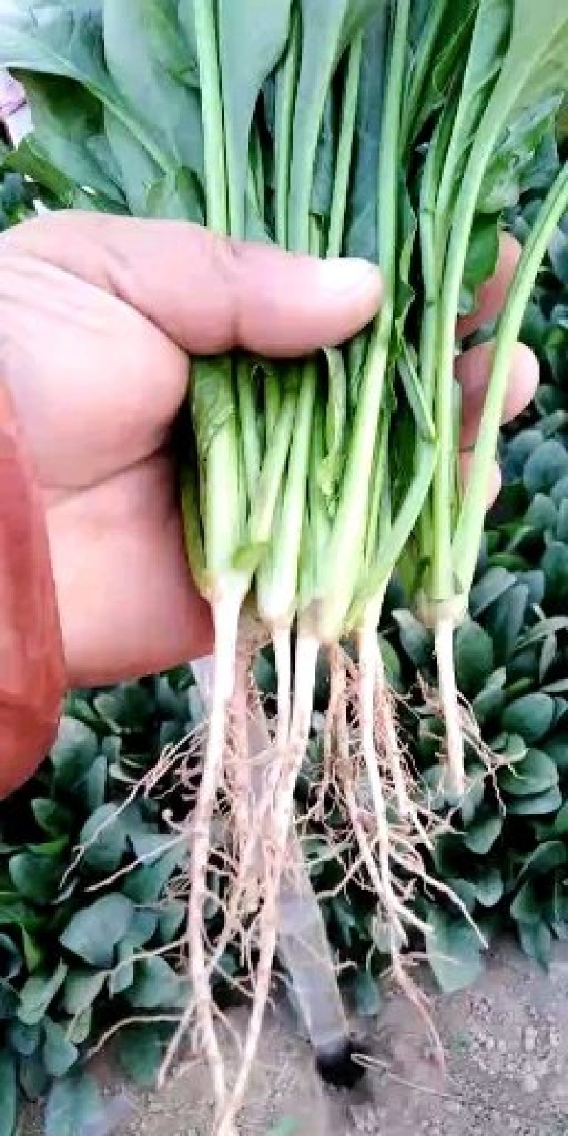 青菜