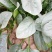 青菜