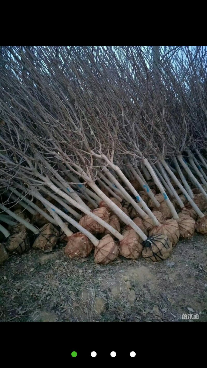 紫玉兰