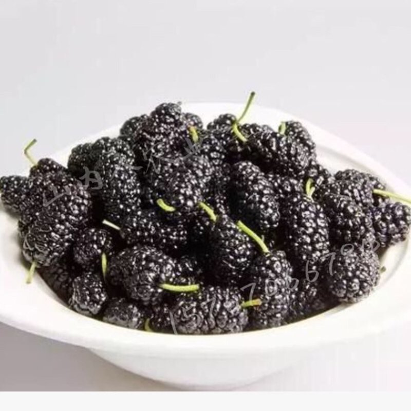 广东桑新鲜桑葚