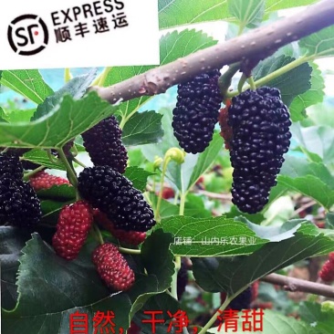 广东桑新鲜桑葚