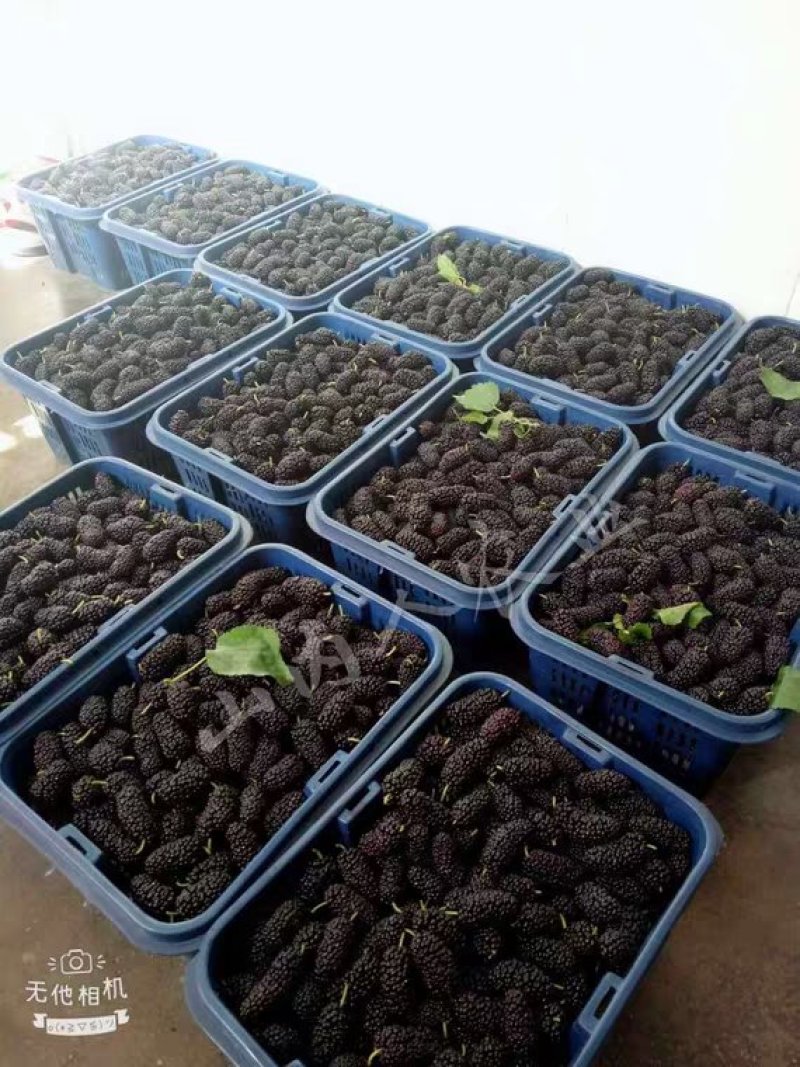 广东桑新鲜桑葚