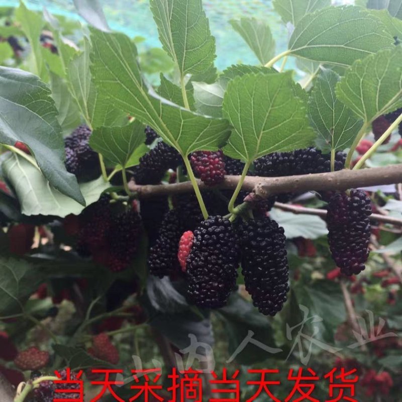 广东桑新鲜桑葚