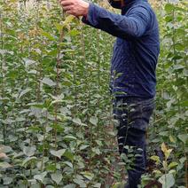 红梅原生绿化小苗1——15公分精品苗，盆景桩开始大量上市